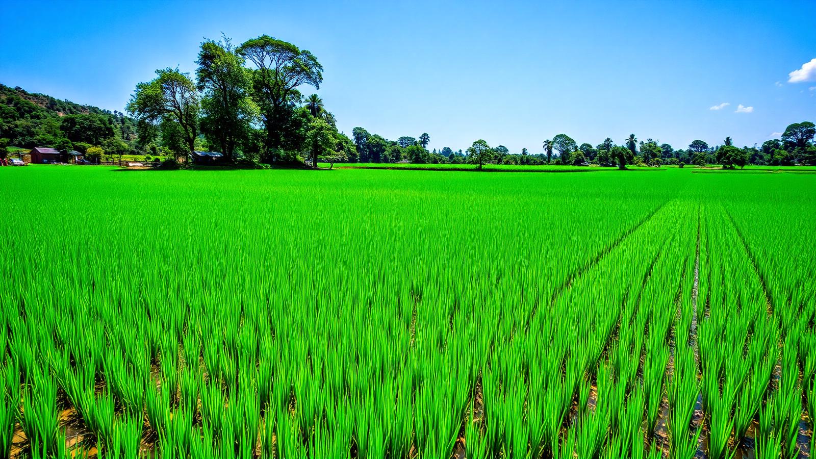 Lush green rice fields in the Mwea irrigation scheme